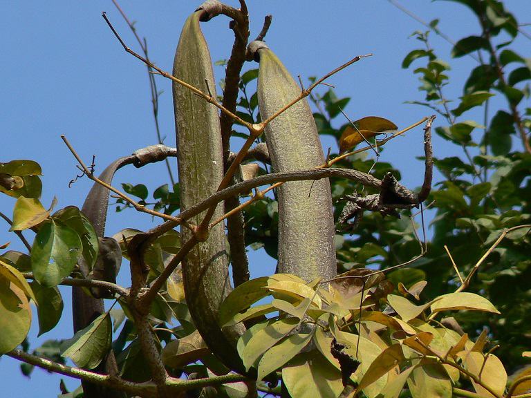 Trị bệnh chàm bằng thuốc Nam bằng cây núc nác